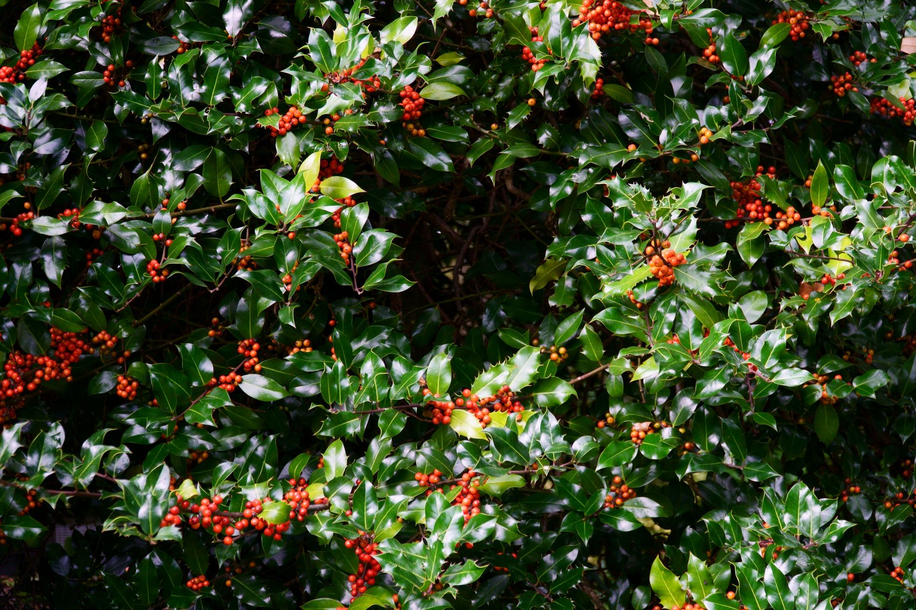Waxwings, Waxy Berries and the Protective Coatings That Help Britain’s Winter Hedgerows Survive the Cold