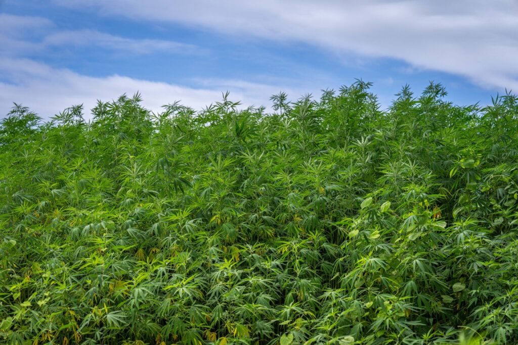 Hemp Is Back