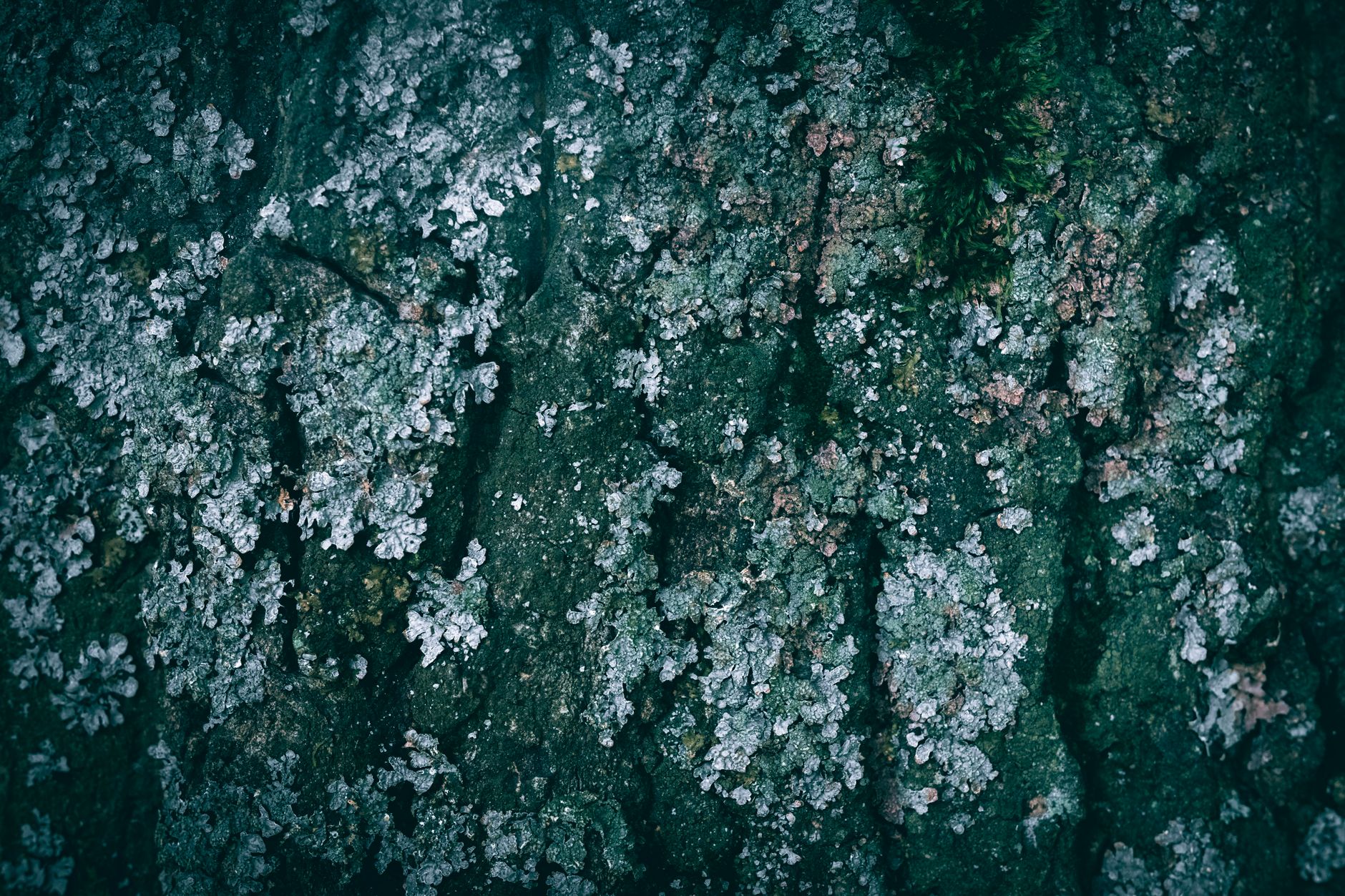 Close-up of Welsh slate weathering showing lichen and mineral deposits on stone surface