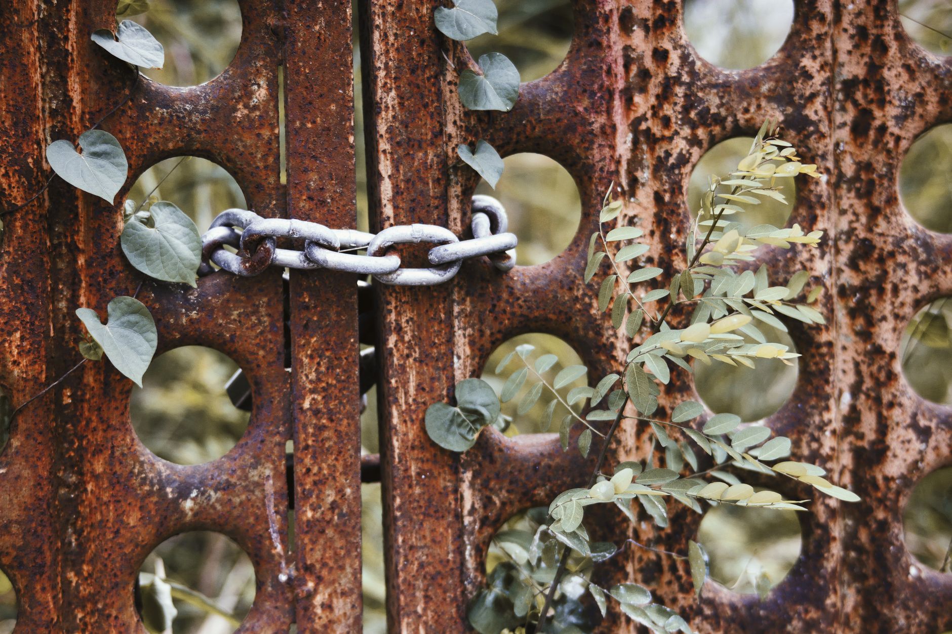The Rust-Bloom on Britain’s Hill Farm Gates: What Decades of Damp, Dung and Upland Air Leave on Forgotten Ironwork
